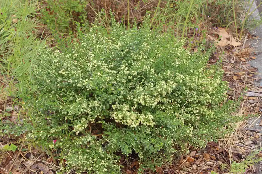 Pacheco Valle Biodiversity - Coyote Brush, A Resilient Shrub 01