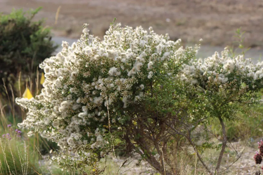 Pacheco Valle Biodiversity - Coyote Brush, A Resilient Shrub