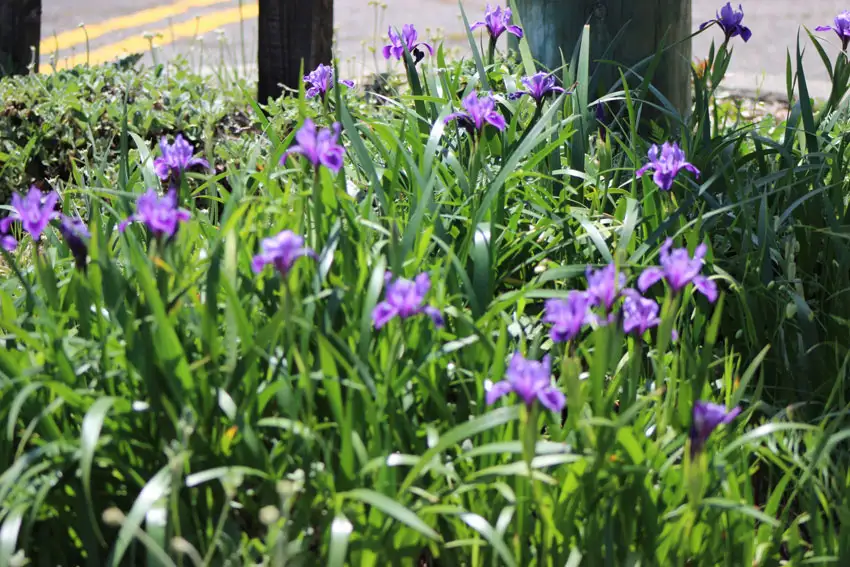 Pacheco Valle Biodiversity - Iris