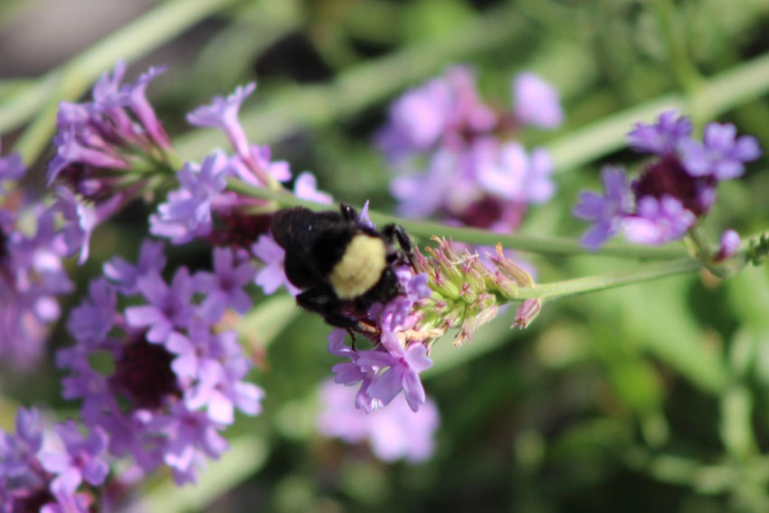 Pacheco Valle Biodiversity - Native bee on Verbena lilacina