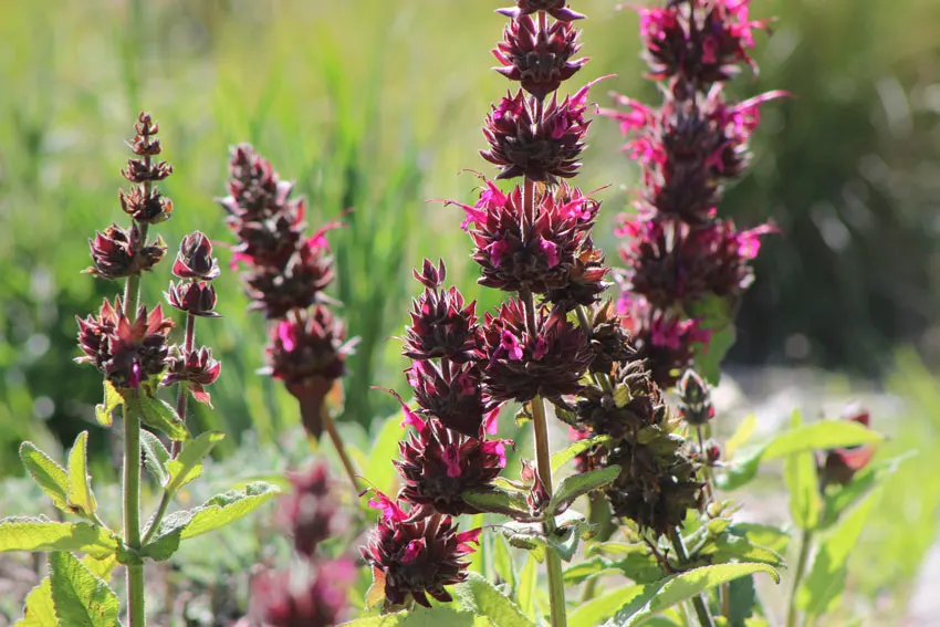 Pacheco Valle Biodiversity - Salvia spathacea - Humming bird Sage