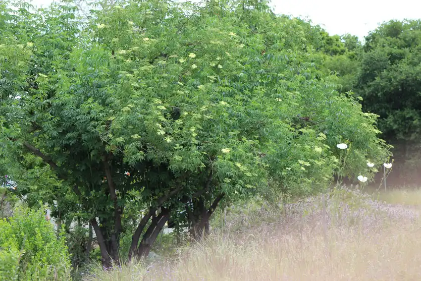 Pacheco Valle Biodiversity - Sambucus mexicana - Western Elderberry