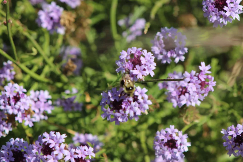 Pacheco Valle Biodiversity - Verbena lilacina
