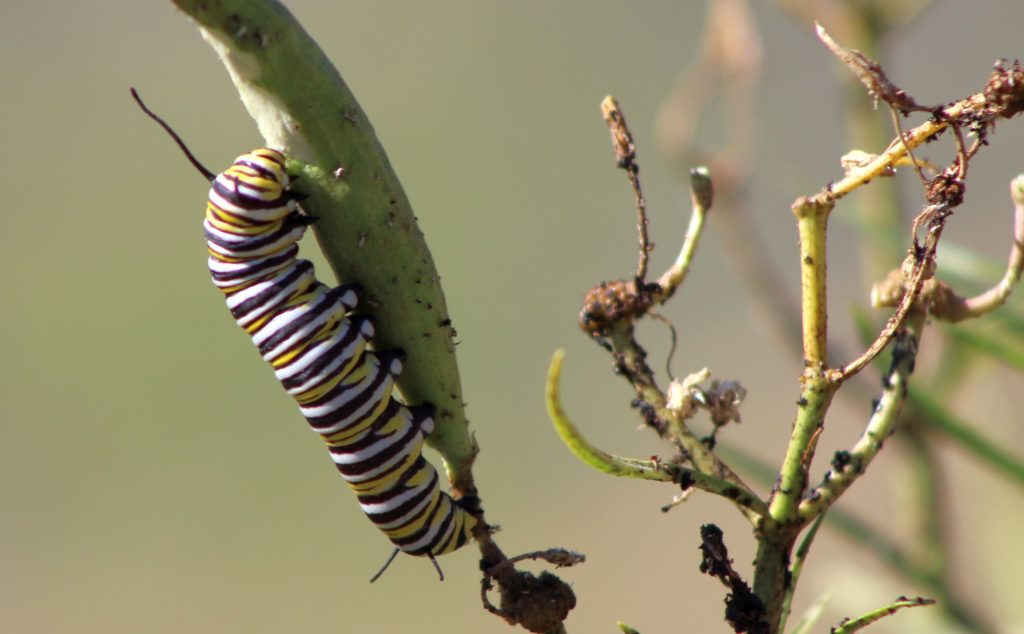 Monarch butterfly larvae at Pacheco Valle Traffic Island October 2026
