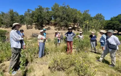 Monarch Butterfly Bioblitz at Pacheco Valle Traffic Island