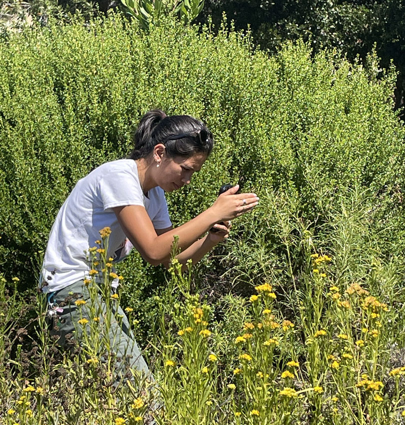 Pacheco Valle Traffic Island - Monarch Butterfly Bioblitz - Woman's Photo