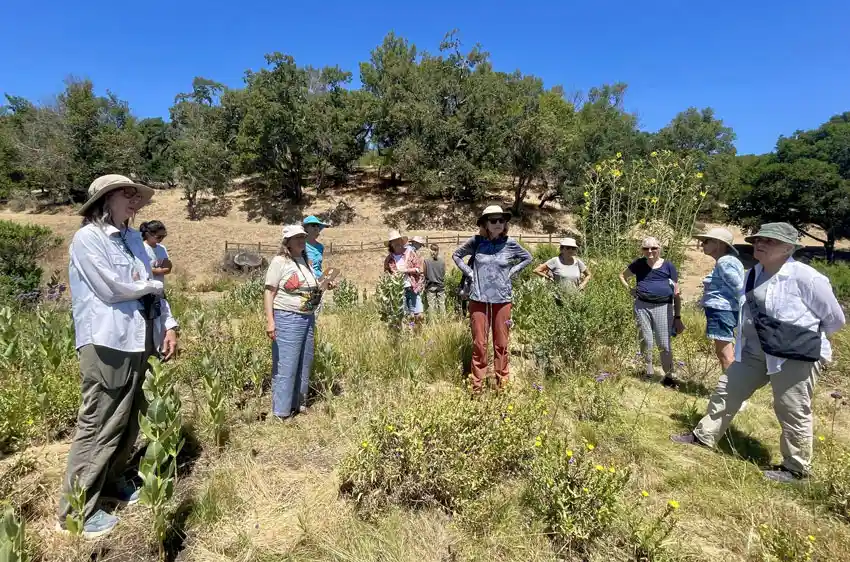 Pacheco Valle Traffic Island - Monarch Butterfly Bioblitz