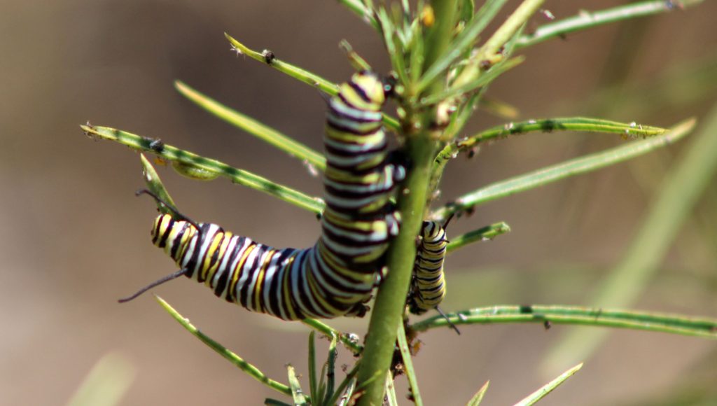 Several Monarch butterfly larvae at Pacheco Valle Traffic Island October 2026